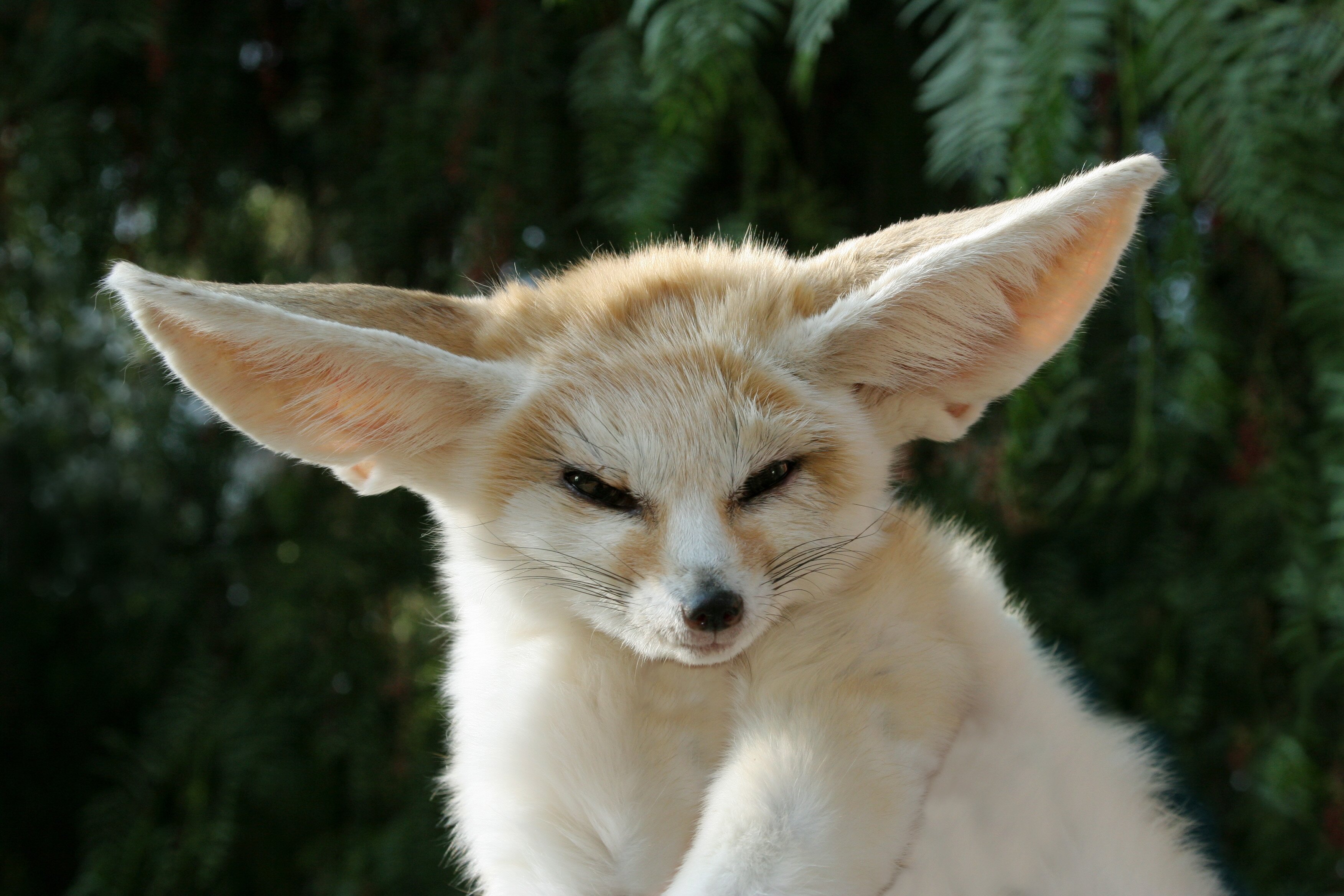 sahara fox